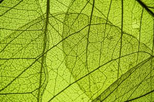 green leaf texture 