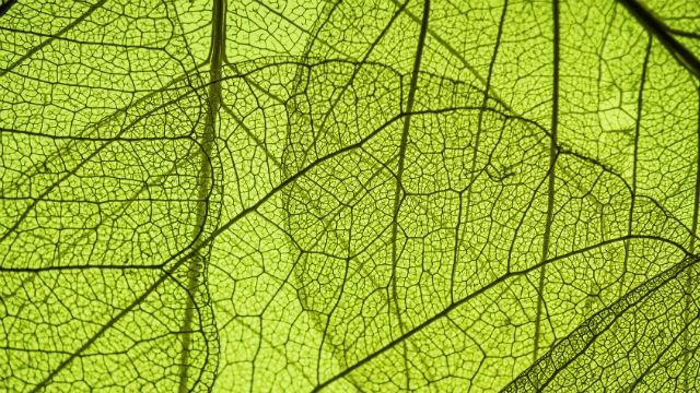 green leaf texture