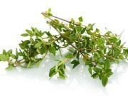 7 Reasons to Eat this Perennial Woody Shrub