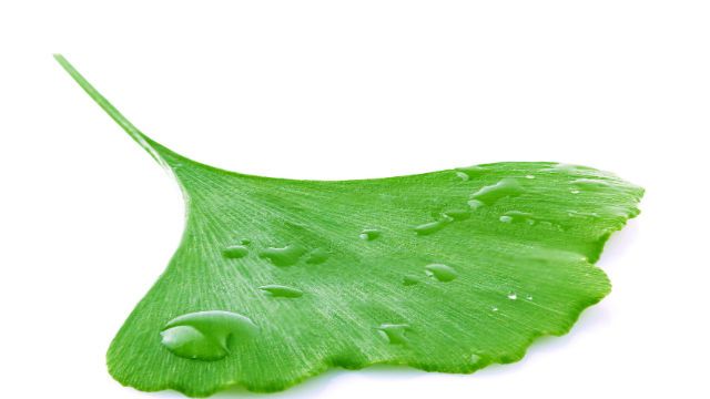 Ginkgo biloba leaves