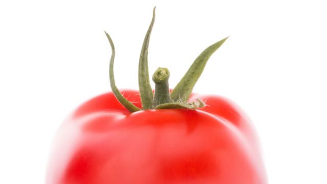 Tomato vegetable