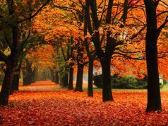 5 Ways to Enjoy the Fall Fresh Air