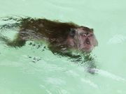 Everything You NEVER Wanted to Know About Sea Monkeys