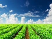 Environmental Working Group Reports that New GE Crops Are Putting Foods at Risk
