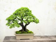 Prune Away Tension by Growing a Bonsai Tree