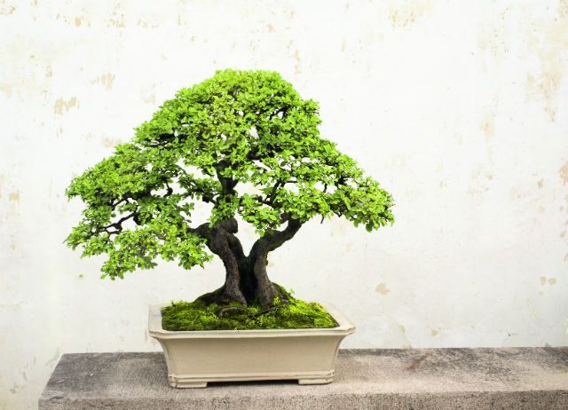 Prune Away Tension by Growing a Bonsai Tree