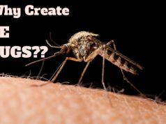 Why are We Creating GE Insects??