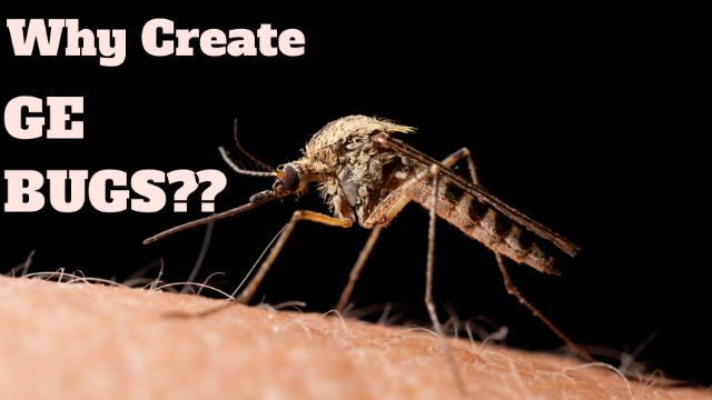ge bug