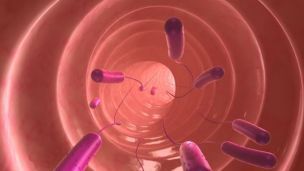 Researchers Find that Natural Gut Viruses Important for Our Health