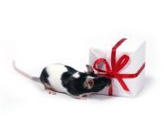 Check out These Unusual Pet Gifts – They Aren’t All Furry