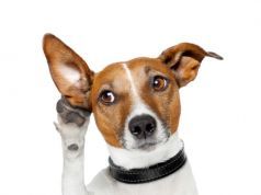 When You Talk What Does Your Dog Hear?