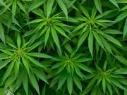Marijuana and PTSD: Can it Help?