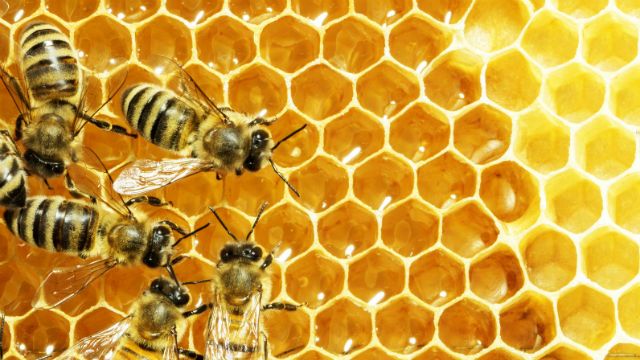 Close up view of the working bees on honey cells
