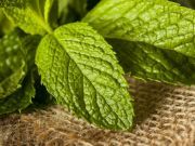 9 Ways to Use Mint this Holiday Season