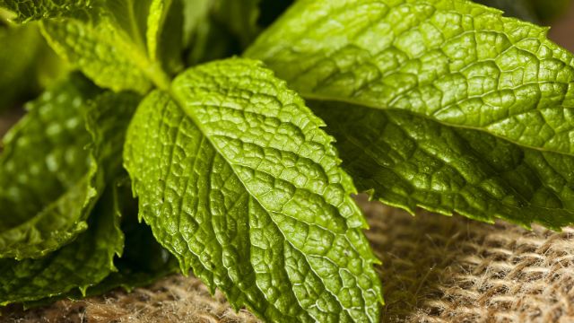 Organic Green Mint Leaf