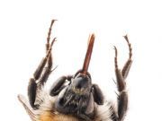 Ontario Cracks Down on Neonicotinoids – Will the Rest of North America Follow?