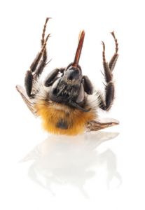 Bumblebee Isolated on white background, macro