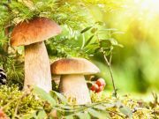 Toxic Fungi May Help Scientists Combat Deadly Diseases