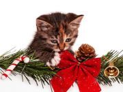 Your Kitten’s View on Christmas