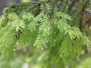 Upcycling Your Live Christmas Tree