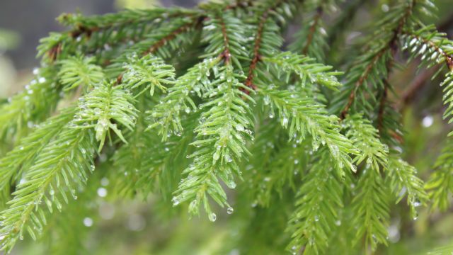 Spruce branch