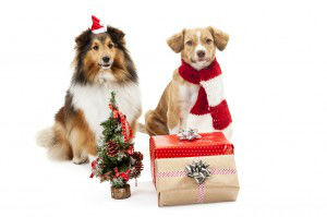 Gifts and christmas tree in front of two dogs
