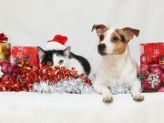 Tips for Making the Holidays Less Stressful for Your Pets