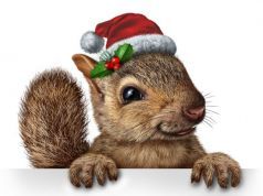 19 Things to NEVER Put on Your Christmas Tree