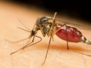 Diseases Spread by Insects Making their Way to the US