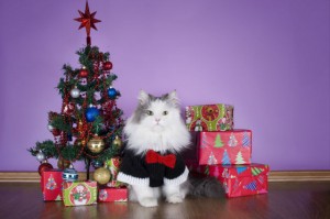cat in a knitted sweater with gifts at Christmas tree