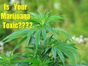 Is Your Marijuana Toxic: Here’s How You Can Tell