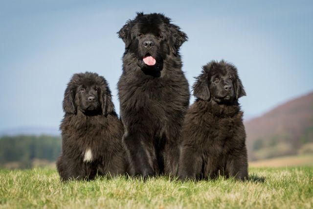 Top Family Dogs