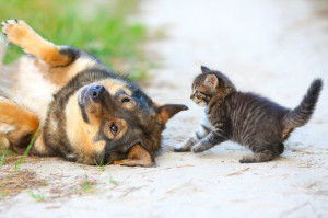 Little kitten playing with big dog