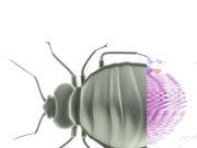 Seemingly Innocent Bed Bugs Transmit Dangerous Pathogen