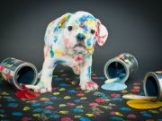 12 Puppy Pics to Make You Smile