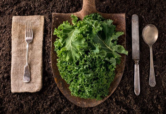 12 Things You May Not Know About Kale