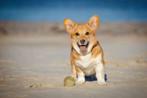 welsh corgi pembroke puppy on a beach