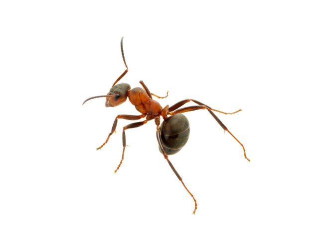 How to Get Rid of Ants Once and For All – Naturally