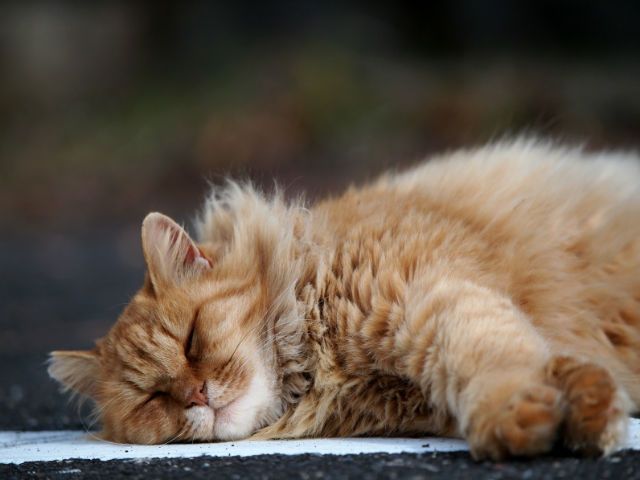 Need a Reason to Nap: Here are 8 Good Ones