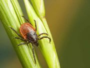 The Bourbon Virus: Another Reason to Watch Out for Ticks