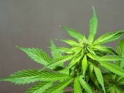 Breaking News: Has the Federal Government Finally Ended Marijuana Prohibition?