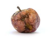 GMO Apples that Don’t Brown Hit the Market