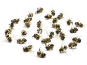 As Bees Die, Malnutrition Concerns Rise