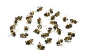 dead bees