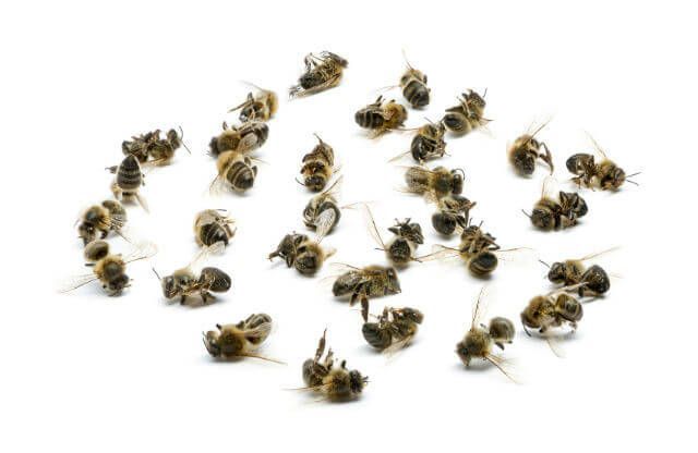 As Bees Die, Malnutrition Concerns Rise