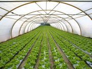 Could Indoor Agriculture, Plus Organic, Equal Super-Sustainability?