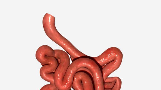 Small intestine
