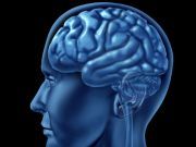 Combating Brain Inflammation Eases Obesity and Diabetes Symptoms in Mice