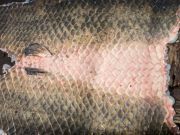 Fish Skin for Dressing Wounds??