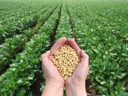 Farmers Plant Non-GMO Crops for Increased Profit